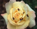 yellow rose with lady bugs