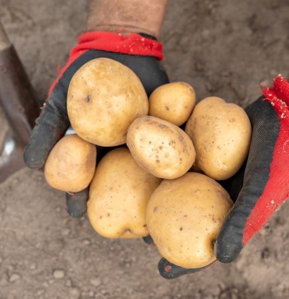 Gloved hands hold several white potatoes with a shovel and soil in the background