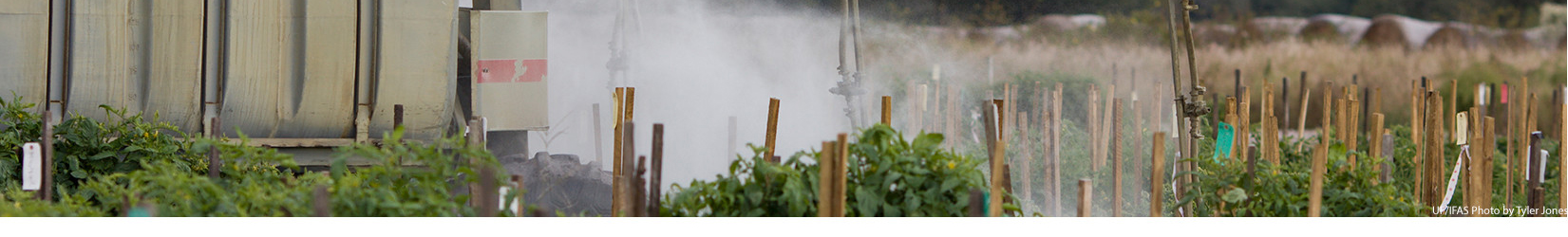 Pesticide spraying in a tomato field. UF/IFAS photo by Tyler Jones.