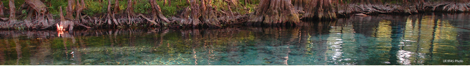 Ginnie Springs photo by IFAS