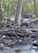 non-point source pollution at Tumblin Creek