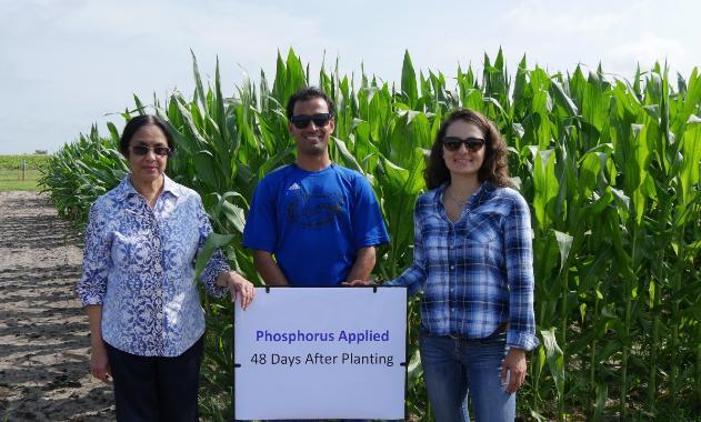 Three scientists standing by a field of corn. A sign in front of them reads Phosphorus Applied 48 days after planting.