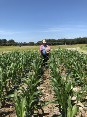 A person walking down a row of corn in a field. They are holding a container of biochar and applying it to the soil in the field.