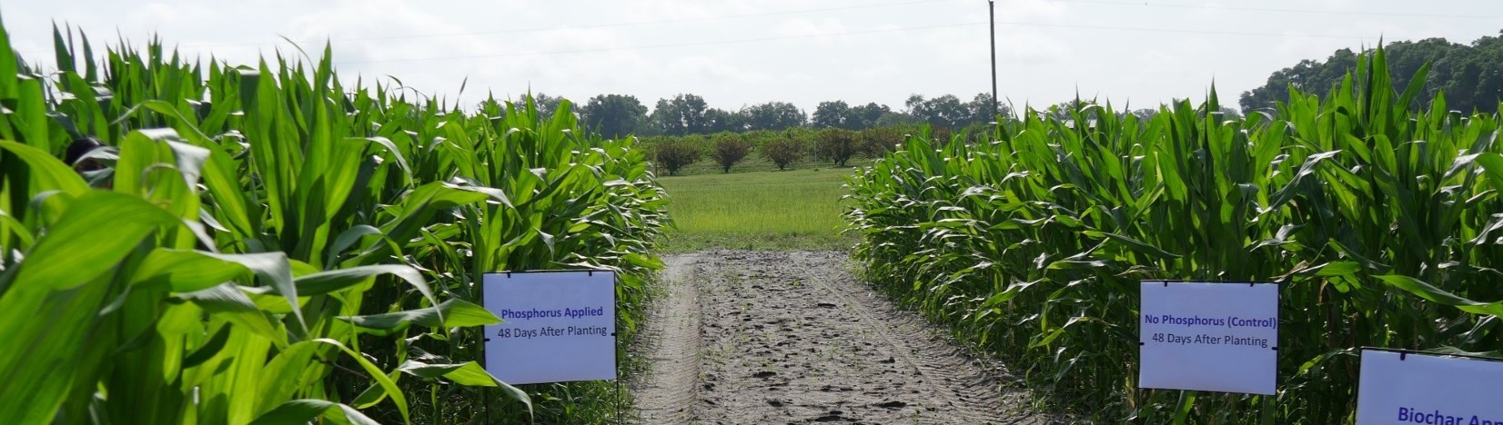 Two test plots of corn growing in a field, separated by a tract of soil. The left side plot has a sign reading Phosphorus Applied. The right side plot has a sign that reads No Phosphorus applied and a few feet from that sign is another sign reading Biochar Applied 48 days after planting.