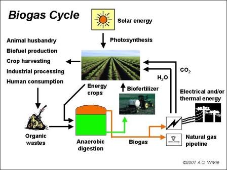 Diagram of biogas cycle including organic wastes and energy crops in anaerobic digestion producing biogas used for energy