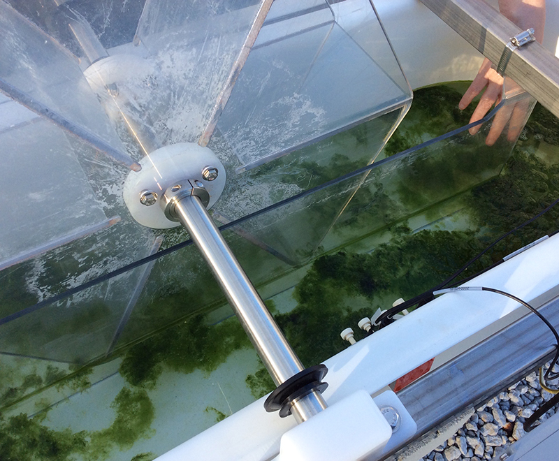 Algae in tanks