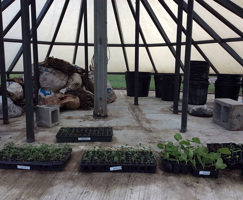 Plants inside greenhouse