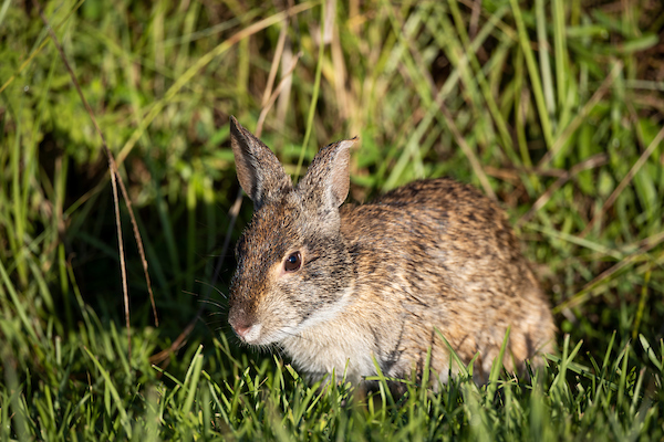 A close up image of a marsh rabbit in short grass.