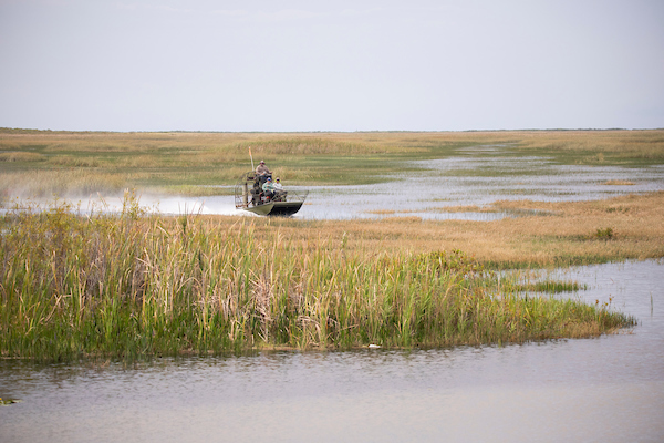 An airboat on the Everglades cuts through tall grasses in the water.
