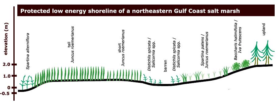 Generalized diagram of Gulf coast salt marshes on protected low energy shorelines.