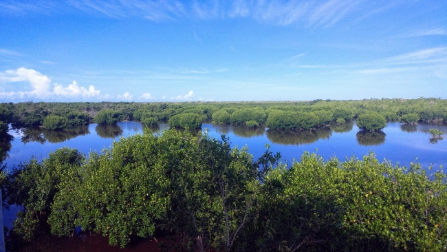 A decorative image showing a landscape view of Ten Thousand Islands, Florida.