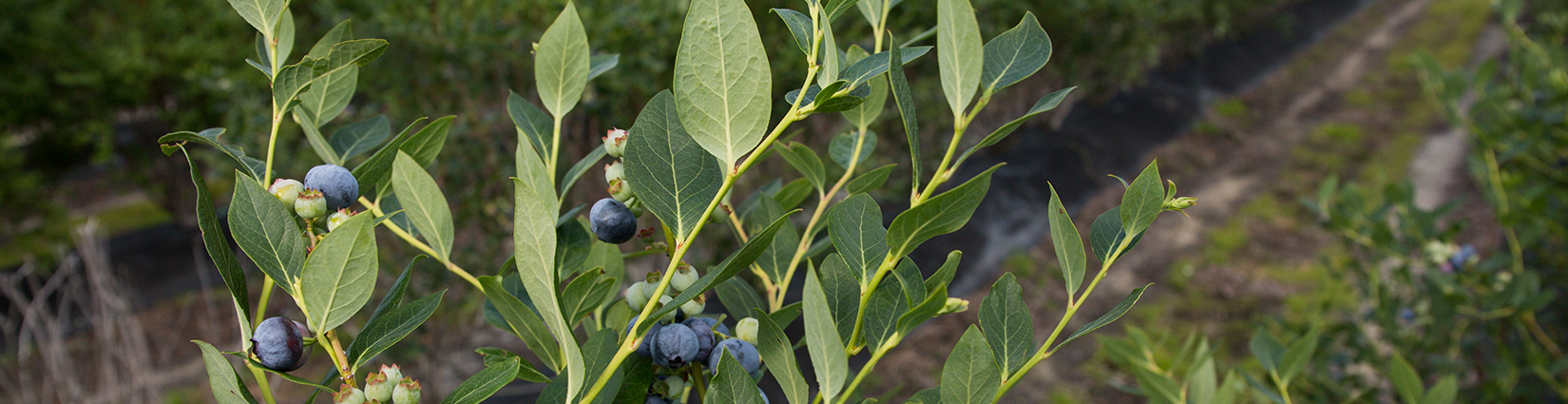 close-up of blueberry bush in field