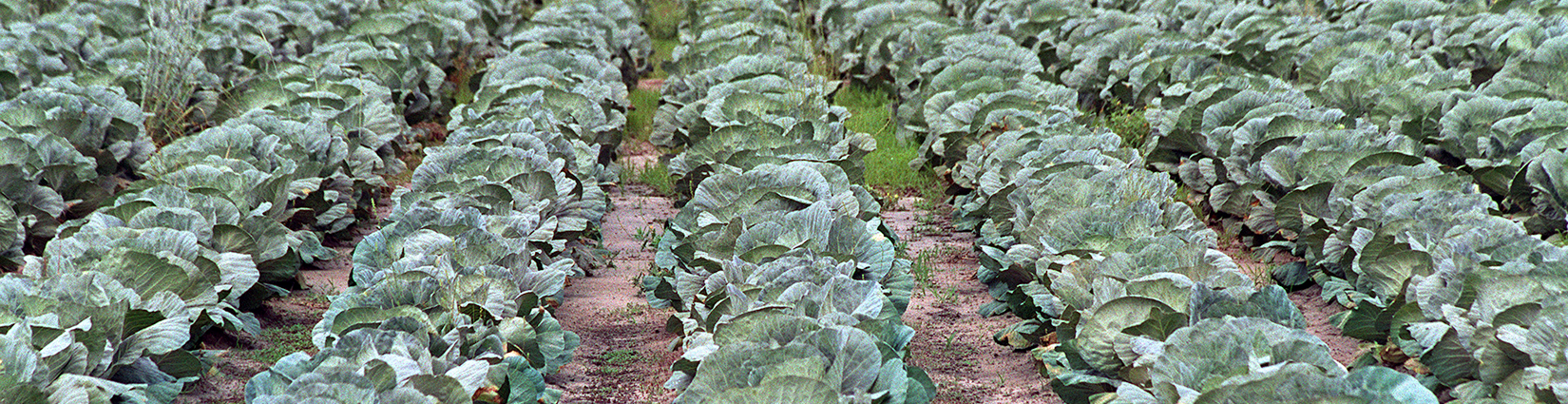 rows of cabbage in field