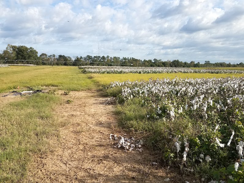 field with cotton