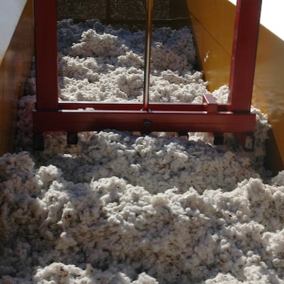An image showing cotton in a bin after harvesting.