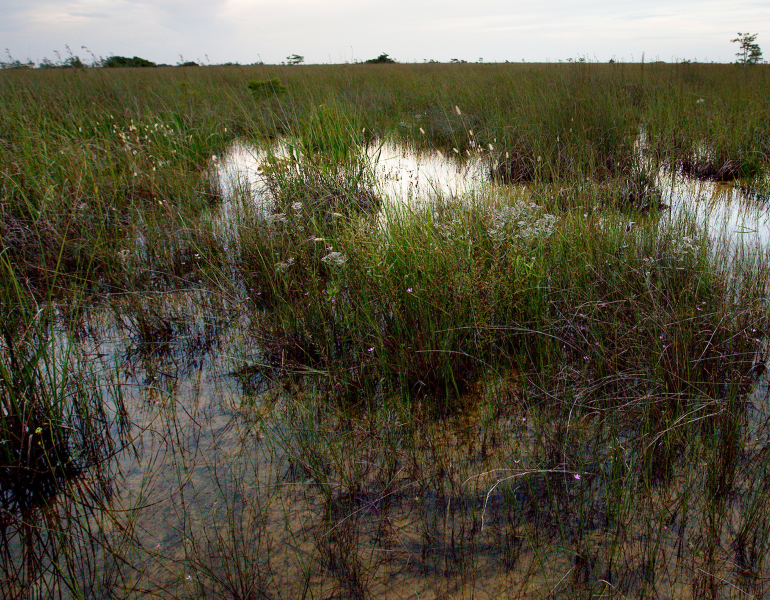 A wide shot image of the Florida Everglades