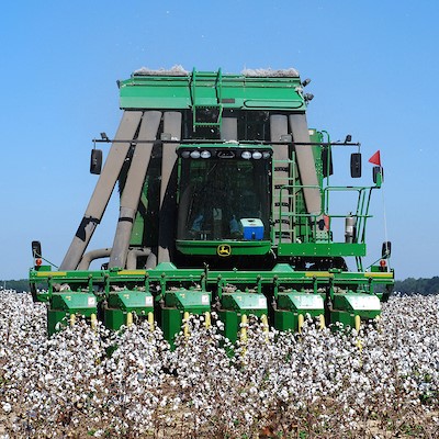 An image showing a farmer harvesting cotton from the field using a large, green tractor.