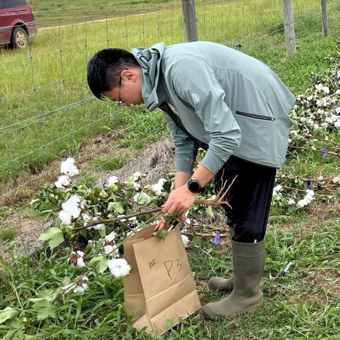 A man wearing a hoodie jacket, pants and mud boots stands in a field picking cut cotton and collecting it in a paper bag.