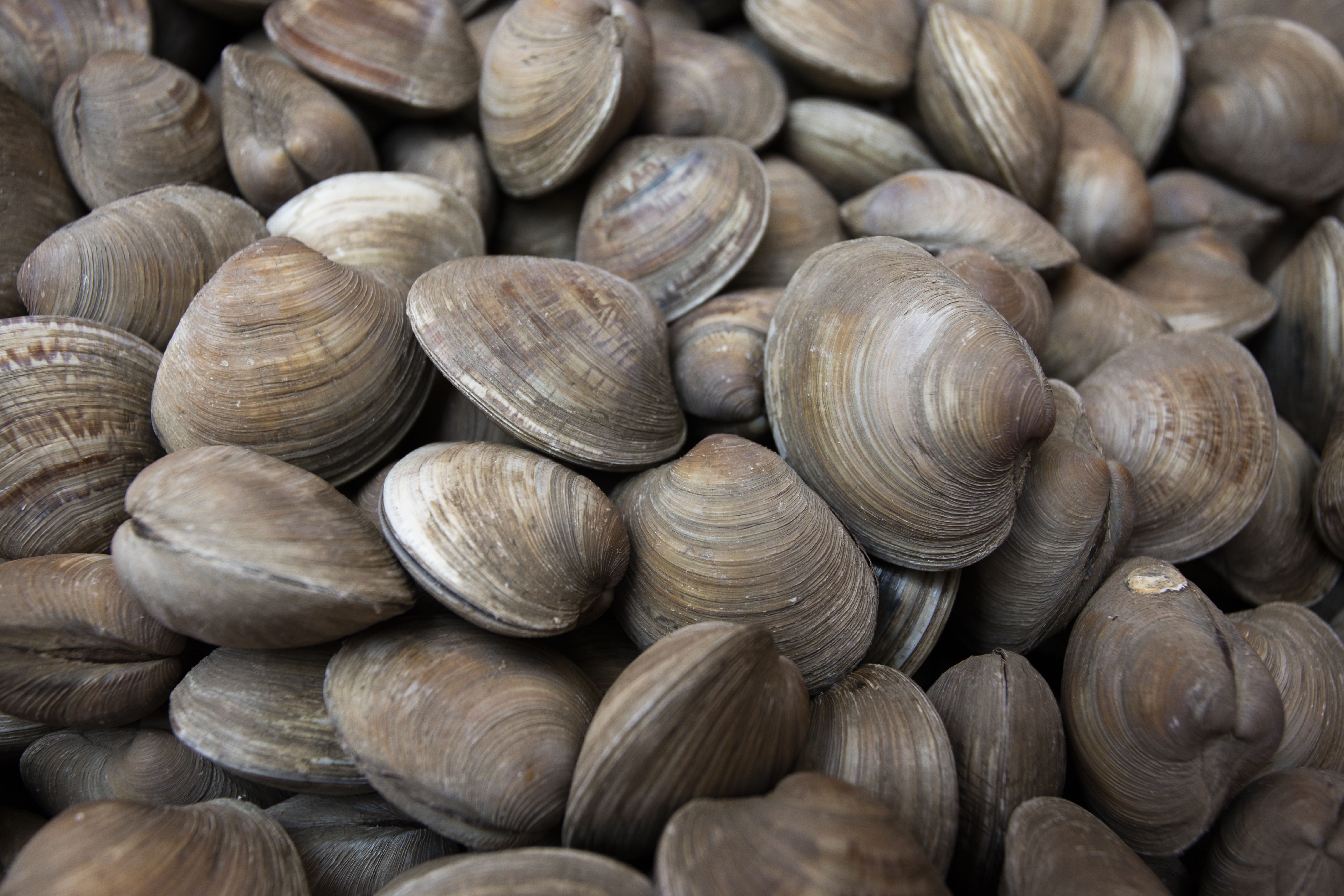 A close up image of many Gulf Coast clams before dropping them into the Indian River Lagoon, FL.