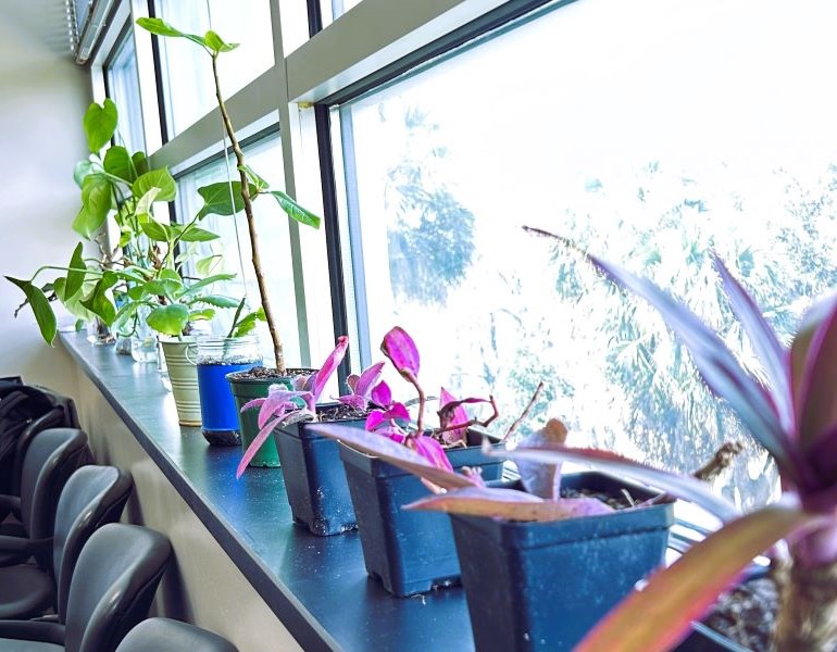 A row of plants in pots sitting on a window sill.