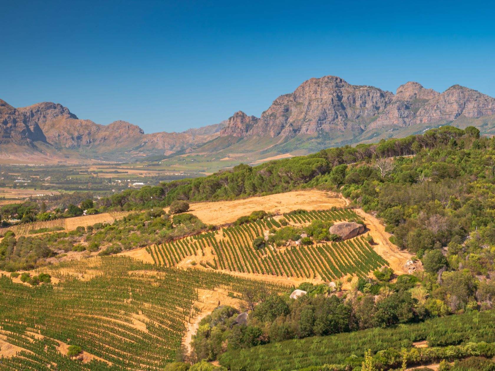 An image of a vineyard in south Africa showing rows of grape vines with a rugged mountain in the background.
