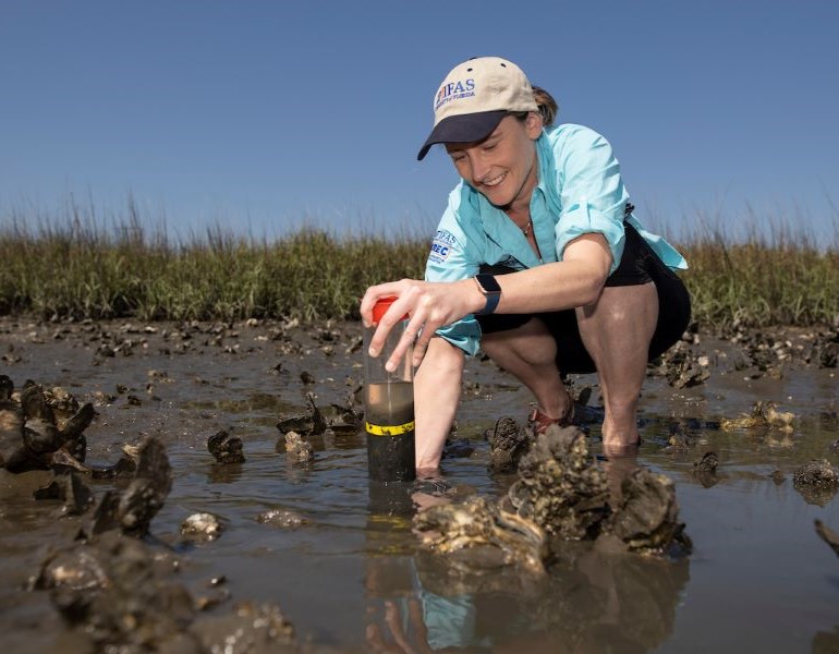 A female wearing a ball cap and UF/IFAS apparel crouches down to collect samples from an oyster bed at low tide.