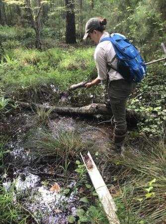 A female Resource Soil Scientist condcuting a wetland delineation.