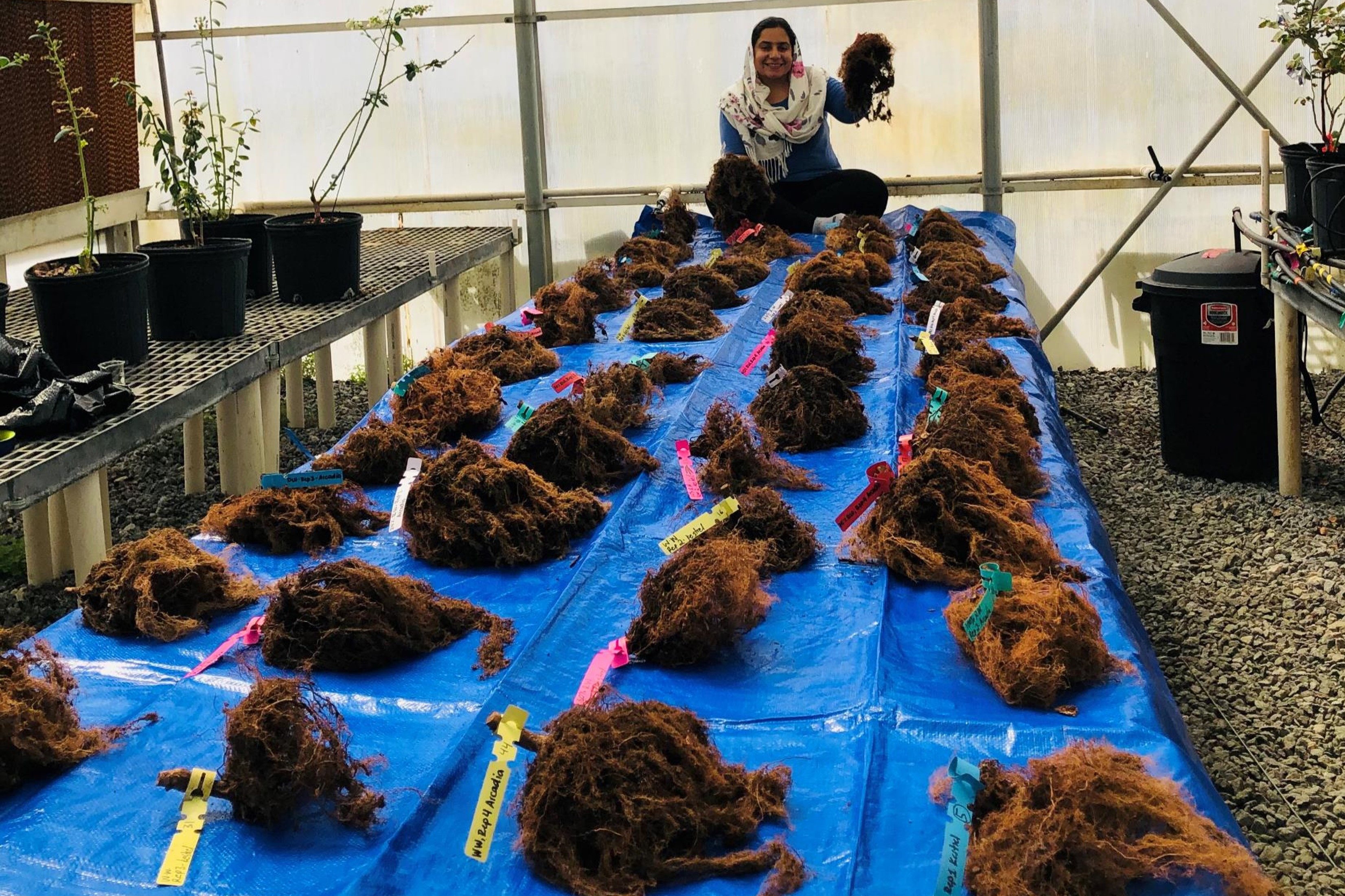 A long table covered in a blue tarp has rows of blueberry roots layed across it. At the end of the table is a seated woman wearing a headscarf and holding up another root ball.