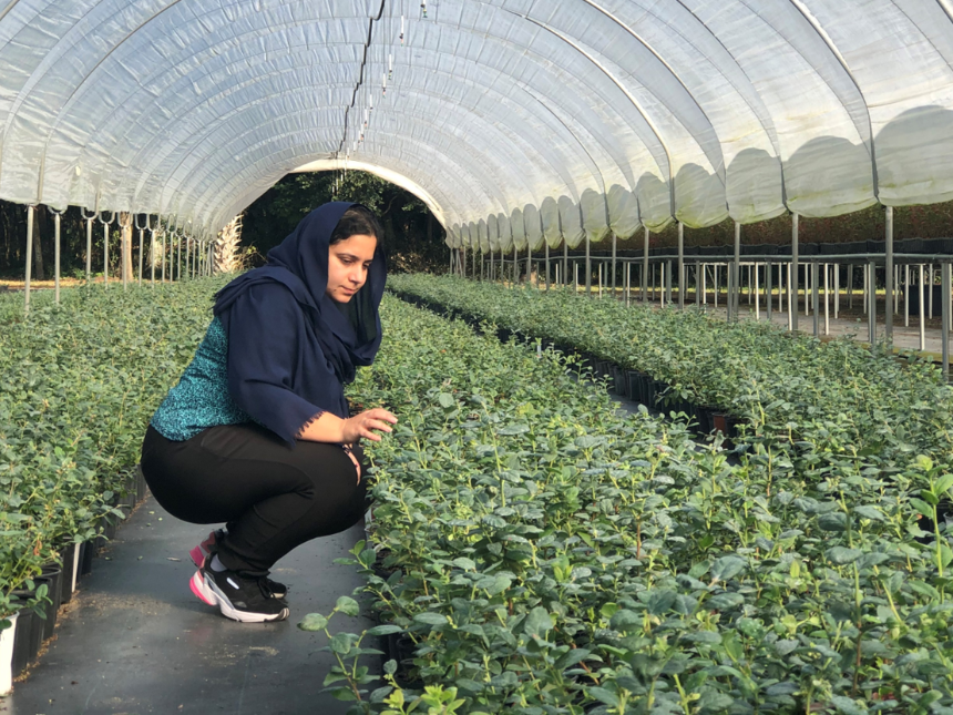 A woman wearing a headscarf crouches down in a greenhouse to examine young blueberry plants.