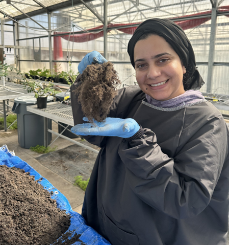 A woman in a greenhouse, wearing blue latex gloves, holds up a mass of roots from a young blueberry bush.