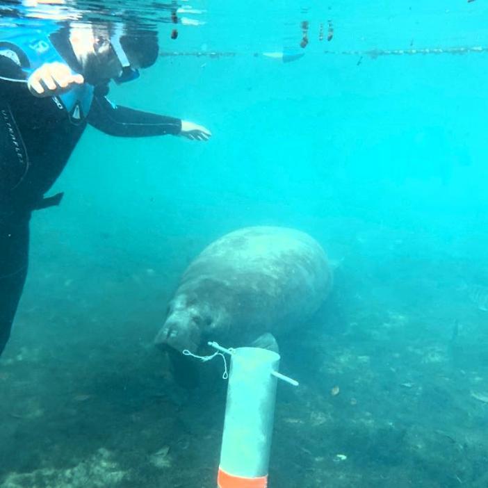 A man in a wet suit just under the water's surface watches a manatee swim near him.