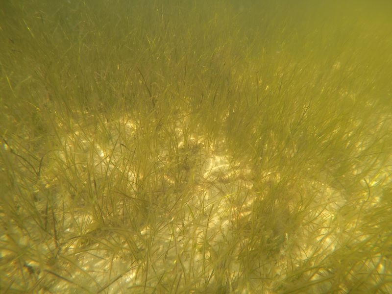 An image of seagrass underwater.