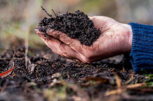 A close up image of a hand near the ground, holding a large amount of organic-rich soil.