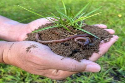 An image of two hands shown close-up holding a large amount of soil with earthworms on top.