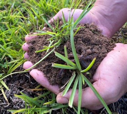 An image of two hands shown close-up holding a large amount of soil with earthworms on top.