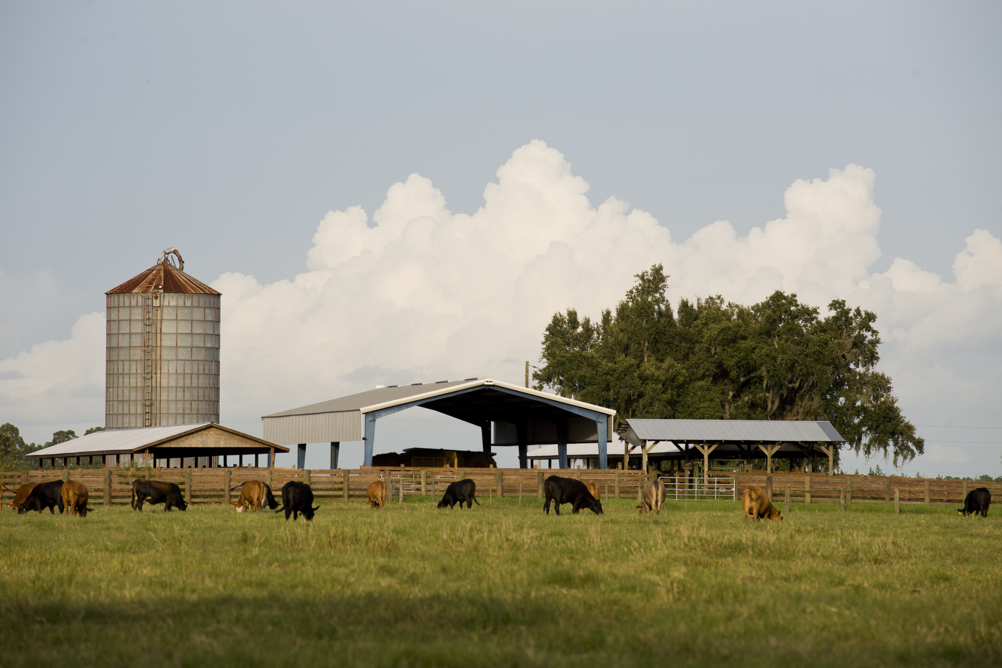 Cattle graze in a pasture in front of a small barn with a silo.
