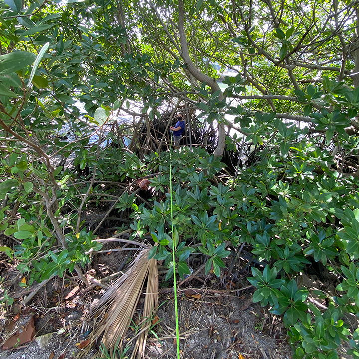 A female college student stands deep into a forest of mangroves with a measuring tape that extends to the foreground of the image.