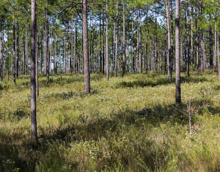 Flora and fauna within a pine forest habitat at Ordway-Swisher Biological Station in Hawthorne, Florida