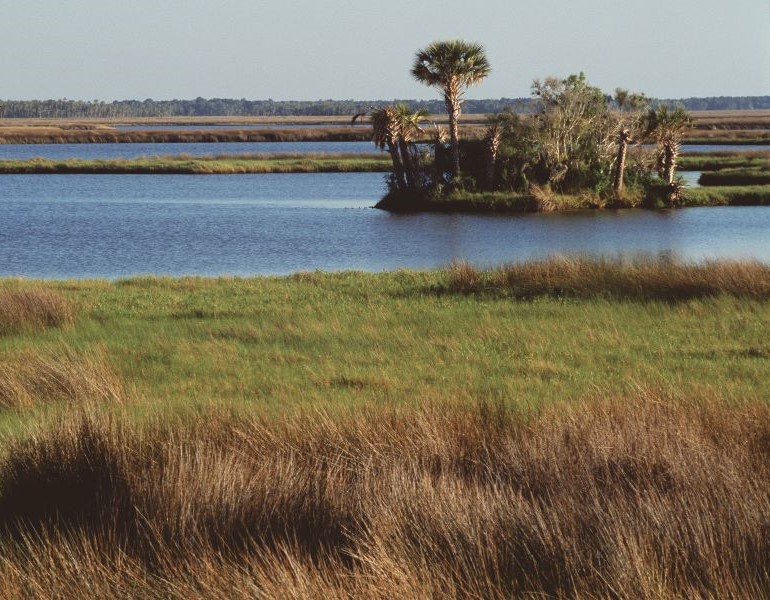 A wetlands area with tall grass and a few trees among areas of water.