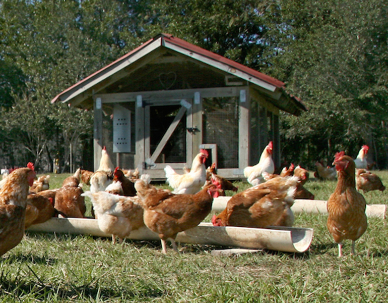 Chickens eating in a grassy area with a hen house in the background.