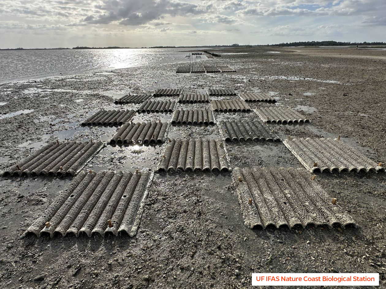 Image of reef panels off shore at low tide from NCBS