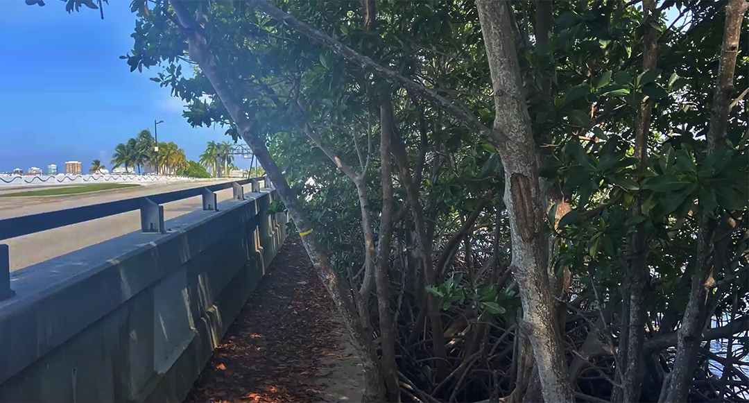 An image of mangroves growing next to a highway guardrail with a skyline in the back left side.