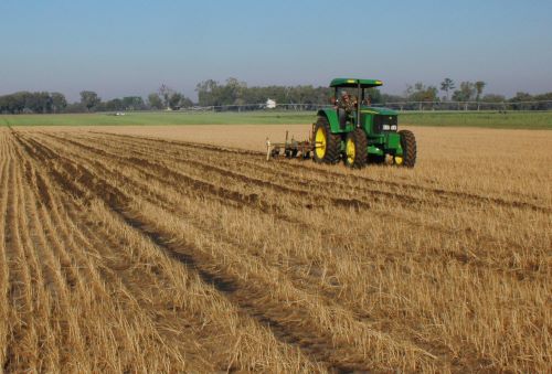 An image of a farmer on a tractor tilling up a wheat field that has yellow wheat stalks after harvesting.