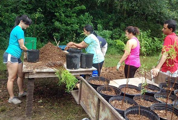 Five graduate students in the UF Wetlands Club work at a garden table, filling containers with soil medium and a tall plant.
