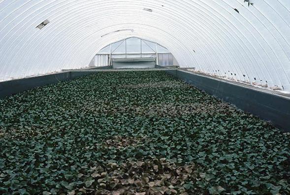 green leafy plants grow under a plastic Quonset hut
