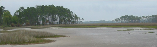 Florida Wetlands Gulf Coast Salt Marshes