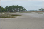 tidal salt marshes