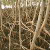 Red Mangrove roots grow at or above the water level so they can obtain oxygf
